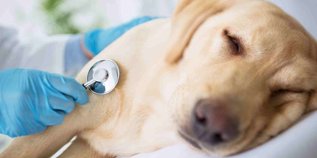 7 Ways to Keep Your Pet’s Heart Healthy PetWell Wellness check